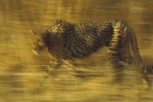 Tim Fitzharris - Cheetah running through dry grass, Zimbabwe