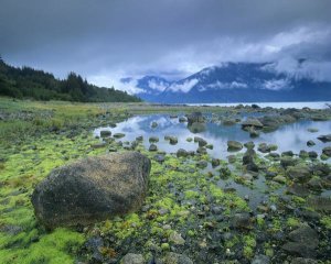 Tim Fitzharris - Low tide revealing algae covered rocks, Alaska