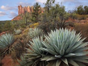 Tim Fitzharris - Agave and Coffee Pot Rock near Sedona, Arizona