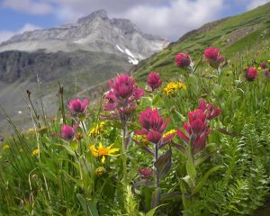 Tim Fitzharris - Paintbrush flowers, Yankee Boy Basin, Colorado