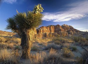 Tim Fitzharris - Joshua Tree at Red Rock State Park, California