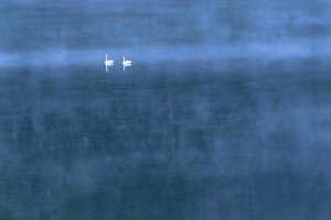 Tim Fitzharris - Trumpeter Swan pair on misty Elk Lake, Montana