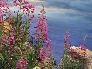 Tim Fitzharris - Fireweed against flowing stream, North America