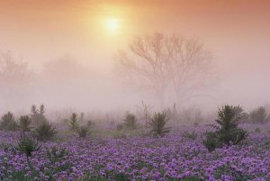 Tim Fitzharris - Sand Verbena foggy sunrise, Hill Country, Texas