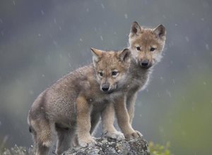 Tim Fitzharris - Gray Wolf pups in light snowfall, North America