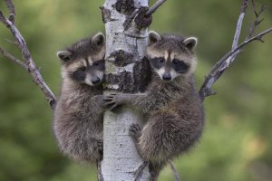 Tim Fitzharris - Raccoon two babies climbing tree, North America