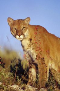 Tim Fitzharris - Mountain Lion or Cougar portrait, North America