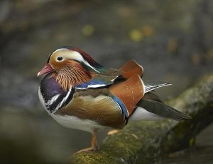 Tim Fitzharris - Mandarin Duck male, Jurong Bird Park, Singapore