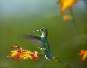 Tim Fitzharris - Green-crowned Woodnymph female landing, Ecuador