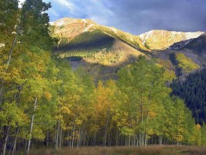 Tim Fitzharris - Quaking Aspen trees and Highland Peak, Colorado