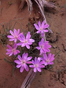 Tim Fitzharris - Desert Chicory close up of bloom, North America