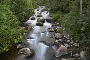 Tim Fitzharris - Savegre River flowing through forest, Costa Rica