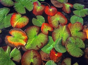 Tim Fitzharris - Yellow Pond Lily close up of pads, North America