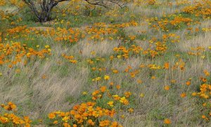 Tim Fitzharris - California Poppy meadow with grasses, California