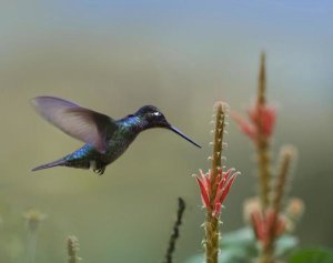 Tim Fitzharris - Magnificent Hummingbird male foraging, Costa Rica