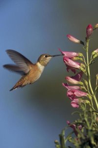 Tim Fitzharris - Rufous Hummingbird feeding on flowers, New Mexico