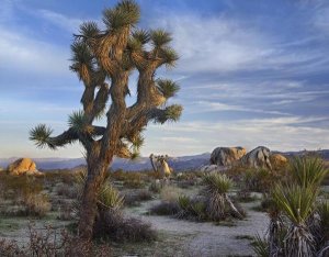 Tim Fitzharris - Joshua Tree, Joshua Tree National Park, California