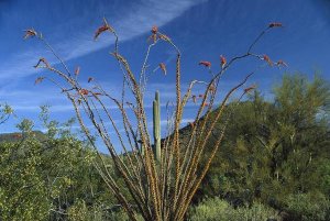 Tim Fitzharris - Ocotillo Saguaro Greasewood and Palo Verde Arizona