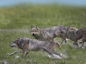 Tim Fitzharris - Gray Wolf trio running through water, North America