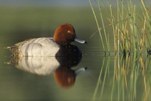 Tim Fitzharris - Redhead Duck male, portrait, Moses Lake, Washington