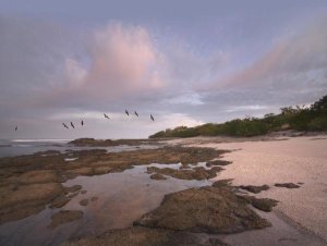 Tim Fitzharris - Pelicans over Playa Langosta, Guanacaste, Costa Rica
