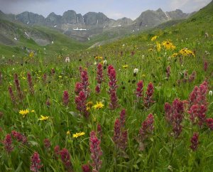 Tim Fitzharris - Indian Paintbrush meadow at American Basin, Colorado