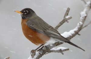 Tim Fitzharris - American Robin perching in snow storm, North America