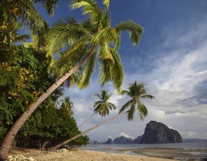 Tim Fitzharris - Palm trees, Pinagbuyutan Island, Palawan, Philippines