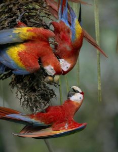 Tim Fitzharris - Scarlet Macaw trio feeding on palm fruits, Costa Rica