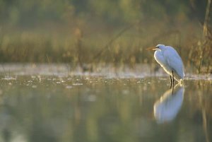 Tim Fitzharris - Great Egret backlit in marsh at sunset, North America