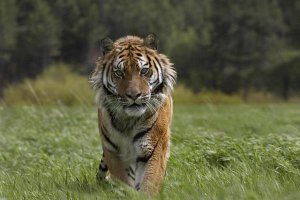 Tim Fitzharris - Siberian Tiger walking, endangered, native to Siberia