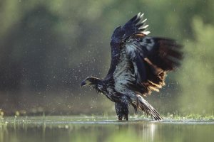 Tim Fitzharris - Bald Eagle juvenile bathing in a river, North America