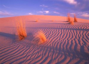 Tim Fitzharris - Gypsum dunes, Guadalupe Mountains National Park, Texas