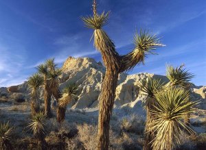 Tim Fitzharris - Joshua Trees in Red Rock Canyon State Park, California