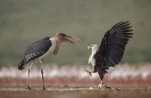 Tim Fitzharris - African Fish Eagle quarreling with Marabou Stork Kenya