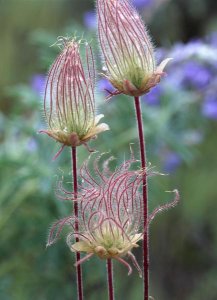 Tim Fitzharris - Prairie Smoke Okanagan Valley, British Columbia, Canada