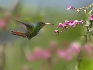 Tim Fitzharris - Rufous-tailed Hummingbird hovering near flower, Ecuador
