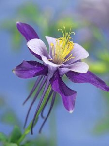 Tim Fitzharris - Colorado Blue Columbine close up of bloom, North America