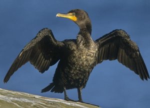 Tim Fitzharris - Double-crested Cormorant drying its wings, North America