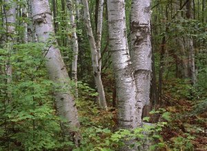 Tim Fitzharris - Birch forest, Pictured Rocks National Lakeshore, Michigan