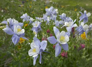 Tim Fitzharris - Colorado Blue Columbine flowers, American Basin, Colorado