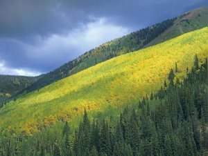 Tim Fitzharris - Aspen forest, Maroon Bells, Snowmass Wilderness, Colorado
