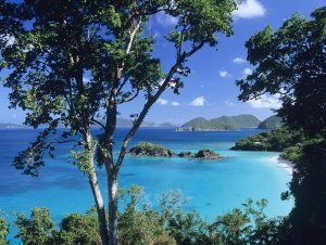 Tim Fitzharris - Caribbean seen through trees, Virgin Islands National Park