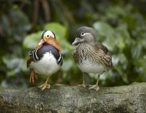 Tim Fitzharris - Mandarin Duck male and female, Jurong Bird Park, Singapore