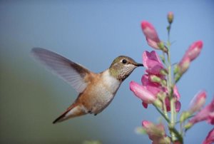 Tim Fitzharris - Rufous Hummingbird juvenile feeding on flowers, New Mexico