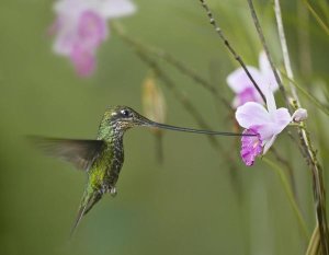 Tim Fitzharris - Sword-billed Hummingbird feeding on flower nectar, Ecuador