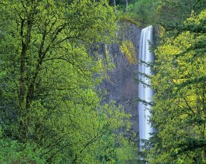 Tim Fitzharris - Latourell Falls, Columbia River Gorge near Portland, Oregon