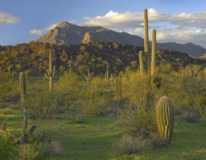 Tim Fitzharris - Saguaro Picacho Mountains, Picacho Peak State Park, Arizona