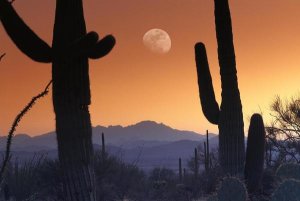 Tim Fitzharris - Kitt Peak under moon from Saguaro National Monument, Arizona