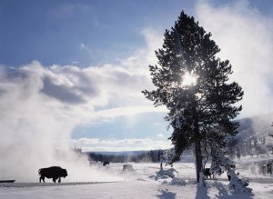 Tim Fitzharris - American Bison in winter, Yellowstone National Park, Wyoming